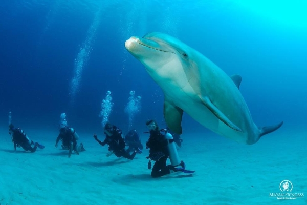 Hotel Mayan Princess Beach & Dive Resort - All Inclusive